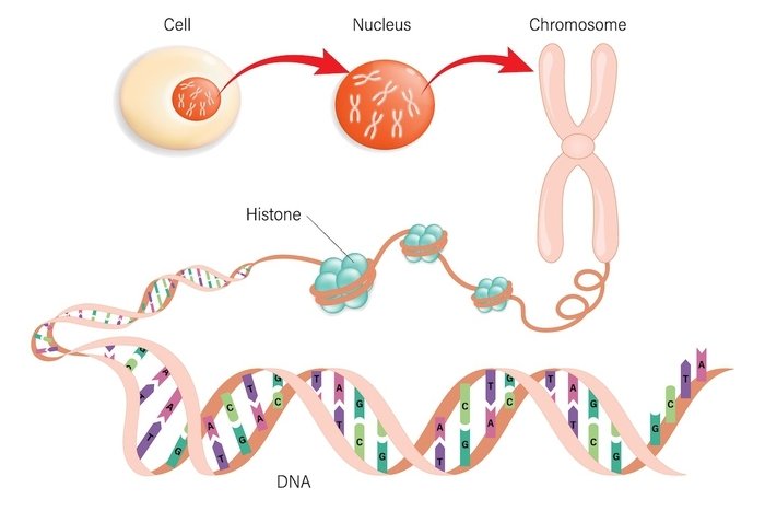 Scientists discover new genes, showing that humans are still evolving! 8